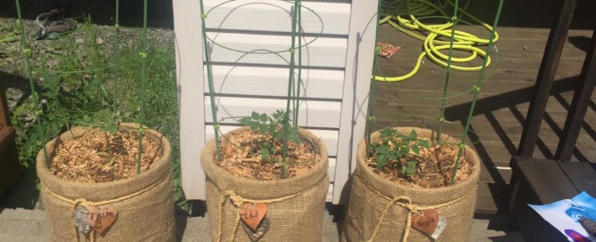 Grow Tomatoes in a 5 Gallon Bucket with style : An Easy DIY